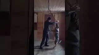 Оружие служебной собаки. Weapon of the service dog.