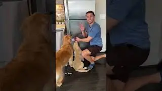 Teach your dog to fetch a beer! 