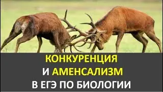 31.  Конкуренция и аменсализм в ЕГЭ по биологии