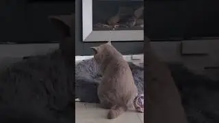 Abia s-a trezit si e stresata 😂😅