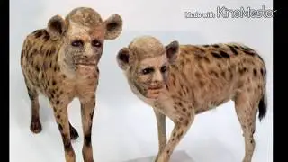 Мумтаз Бегум