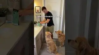 I made a BIG mistake with my dogs!