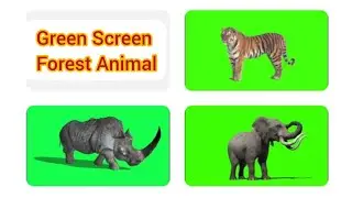 green screen forest animal