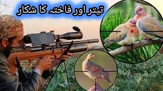 Dove Hunting in Pakistan 2025 | Air Gun Hunting | QS Mk3 BT | Pigeon Hunting | Partridge Hunting
