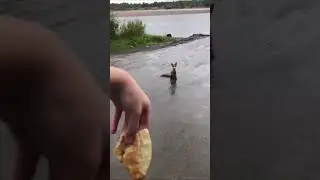 МУЖЧИНА УГОСТИЛ ЛИСУ ЧЕБУРЕКОМ / ЛИСИЦА ЕСТ ПИРОЖОК / Fox EATS People's FOOD