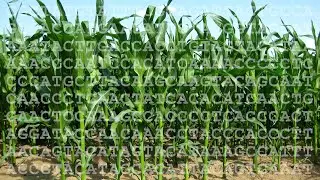 Detecting Genetically Modified Foods by PCR, Part I