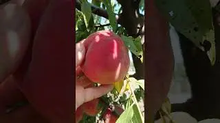 Персик Флемінг Ф'юрі 24-007 на 19.09.2023 р.