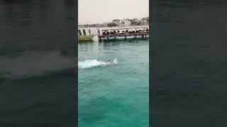 Акула утащила мужчину в море момент инцидента 