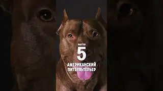 5 фактов о породе – Американский питбультерьер. 
