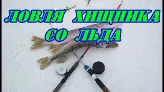 Ловля хищника со льда.