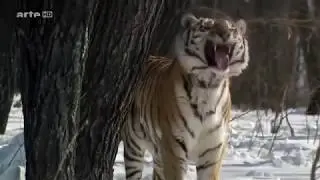 Tiger - Die Big Five von Asien [Arte Doku]
