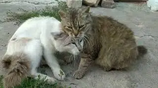 МЫ НА СЕНОКОС И КОШКИ С НАМИ.