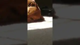 Doggo doing a sleep