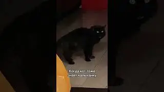 Когда кот тоже знает калыханку