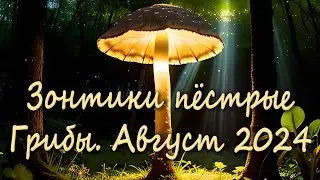 Поход по грибы за зонтиками пёстрыми 19 августа 2024 года
