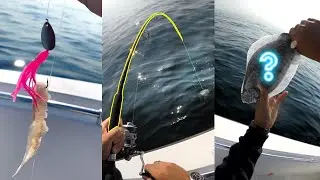 This fish is delicious and super easy to catch (Cape Cod Fishing Catch & Cook - Part 1)