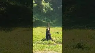 Ne-am întâlnit cu ursul!