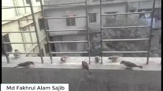 House Sparrow (Chorui Pakhi/পাতি চড়ুই) at my balcony (My morning guest) Part-2