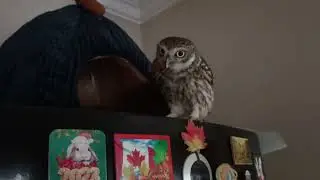 Домовый сыч Тиша принес подарок 💜
