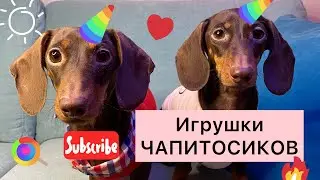 ИГРУШКИ ДЛЯ СОБАК С КОРМОМ | обзор на игрушки | Чапитосики