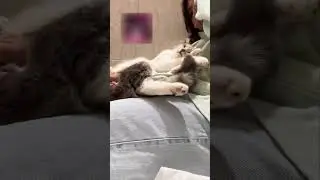 🐈‍⬛Парализованная Кошечка Встала на Лапки🇬🇷@saavinglives