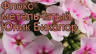 Флокс метельчатый Юник Биколор (younique bicolor) 🌿 обзор: как сажать, рассада флокса Юник Биколор