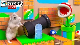 The World's Largest Hamster Super Mario Maze 🐹 Homura Ham Pets