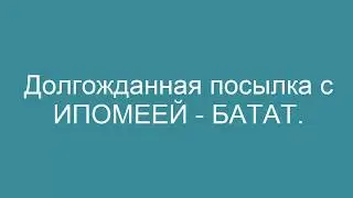 ИПОМЕЯ - БАТАТ , я ее приобрела. Черенки Ипомеи - батат.   Cuttings of Ipomoea - sweet potato.