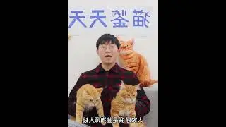 鉴定网络热门猫咪屁股视频 这猫可不兴摆啊！ 