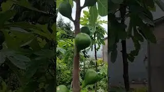 ИНЖИР
