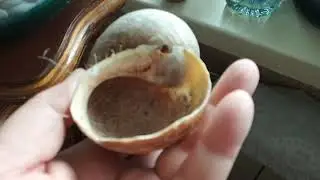 Мясные закупки к празднику.