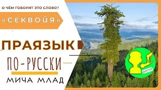 Что означает «СЕКВОЙЯ»? Этимология слова - праязык