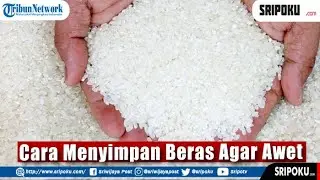 Cara Menyimpan Beras Agar Awet Dan Terhindar Dari Kutu Beras