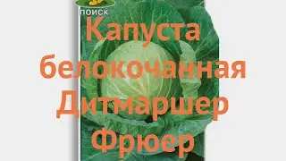 Капуста белокочанная Дитмаршер Фрюер 🌿 обзор: как сажать, семена капусты Дитмаршер Фрюер
