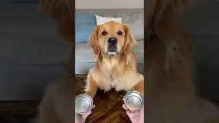 Magic tricks with dog 
