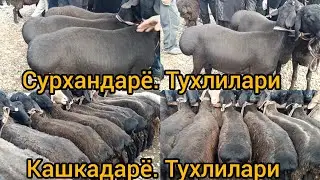 Сурхандарё сариосиё пайшанбада тухли кучкор ва бокма кучкор нархлари