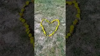НАШ ЯБЛОНЕВЫЙ САД🌺