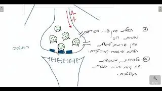 הסינפסה הכימית    פעולה ואנלוגיה חשמלית
