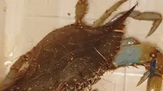 🦀 поймали морского краба в реке а ловили рыбу в Испании на реке рыбалка в камышах на реке