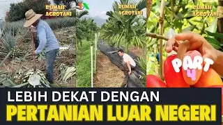 Lebih Dekat dengan Pertanian Modern di Luar Negeri Part 4 #kumpulanshorts