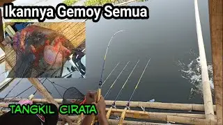 Mancing Cirata Terbaru || Lapak Tangkil bergoyang terus || Mancing ikan nila liar