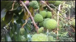 লেচু আর আম বাগানের দৃশ্য SD