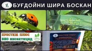 Ширага , трипс , ок пашша , хасва ва бошка сурувчи зараркунандаларга карши энг зур биоинсектицид.