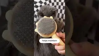 Why cat grooming is so important.