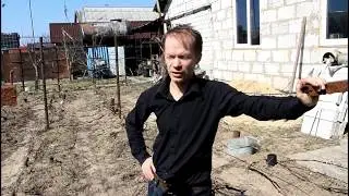 Успешное выращивания винограда.От чего зависит?Северные регионы.
