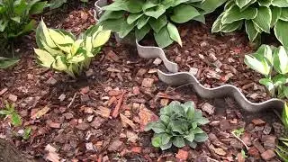Mulching flower bed with bark of coniferous trees.