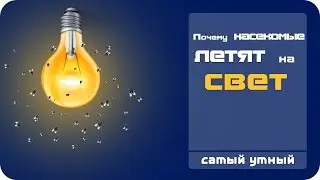 Why insects are flying around the lamp?