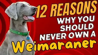 12 Reasons Why You Should NEVER Own a Weimaraner🐕