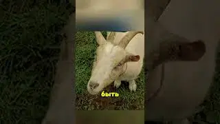 Самые заботливые животные 😳