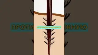 Почему Пчелы Умирают 🐝 (после укуса) ✨ 